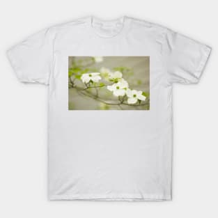 Flowering dogwood (Cornus florida) (C001/9618) T-Shirt